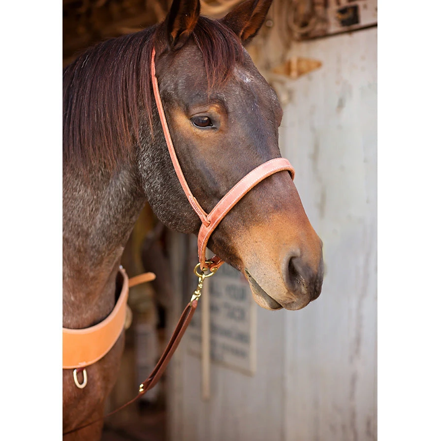 Oxbow Oiled Flat Harness Leather Tiedown 2 Oxbow Oiled Flat Harness Leather Tiedown - Image 2