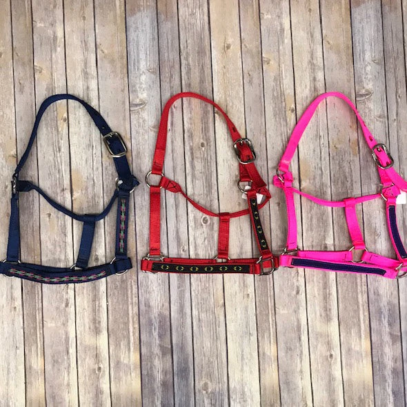 Arabian Halter 1 Arabian Halter